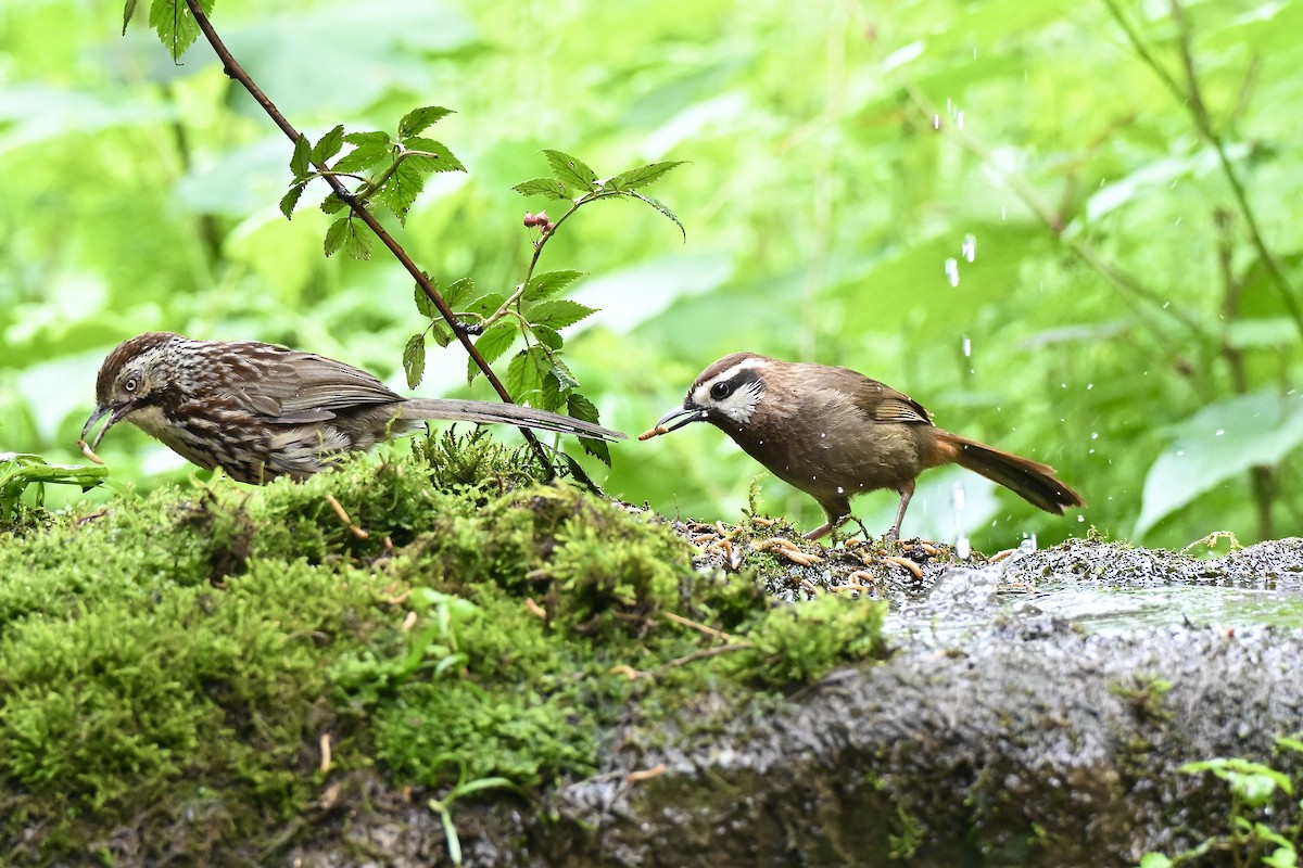 White-browed Laughingthrush - ML638067560