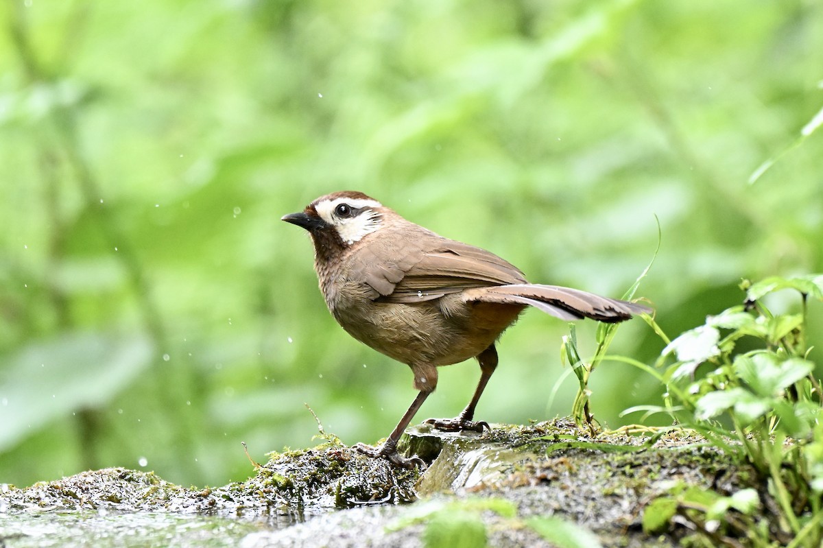 White-browed Laughingthrush - ML638067571