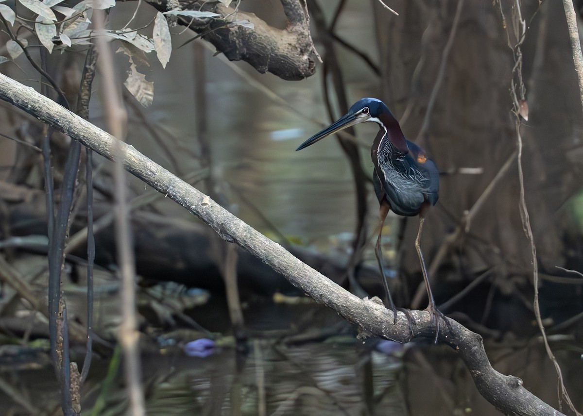 Agami Heron - ML638067587