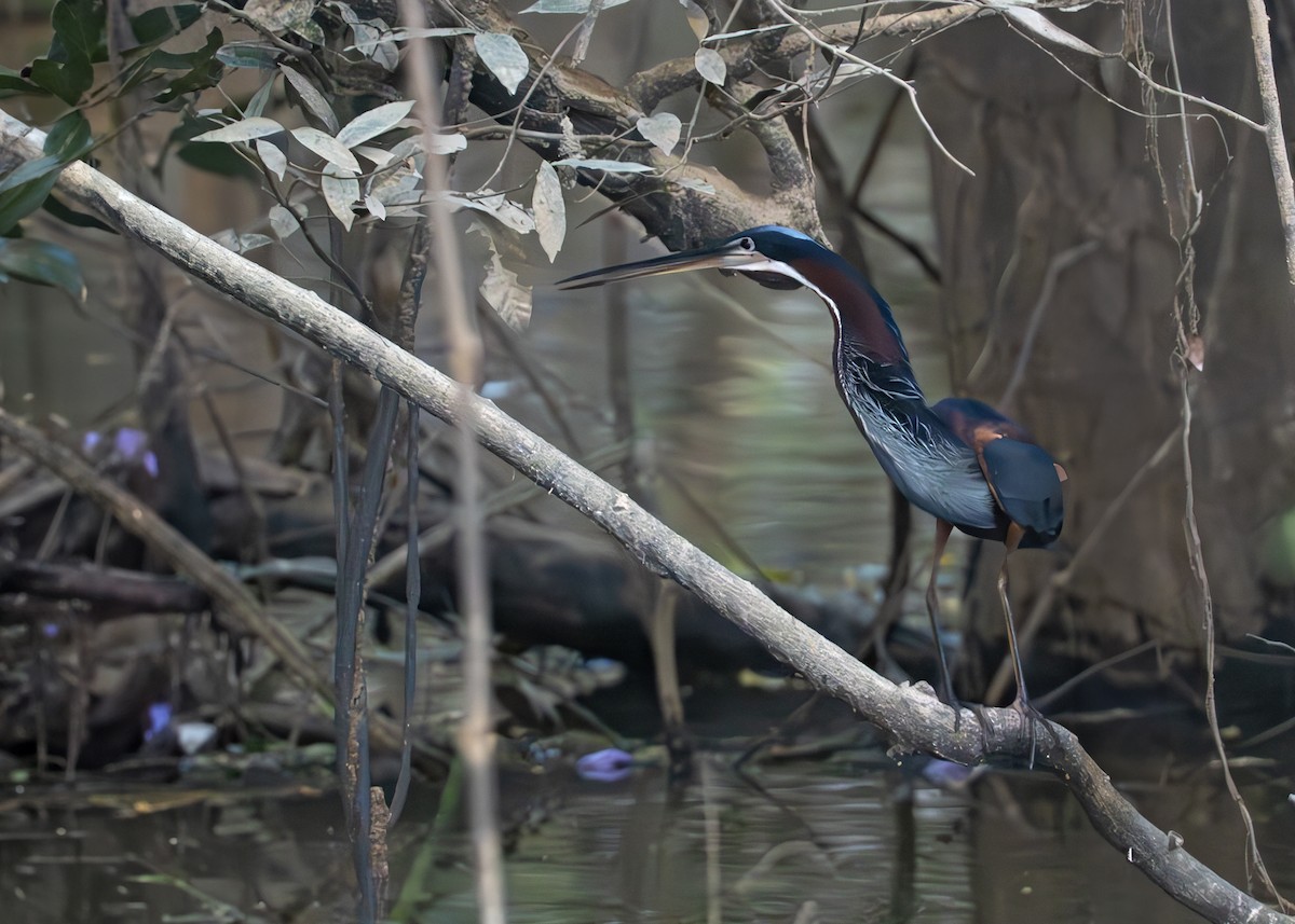 Agami Heron - ML638067588