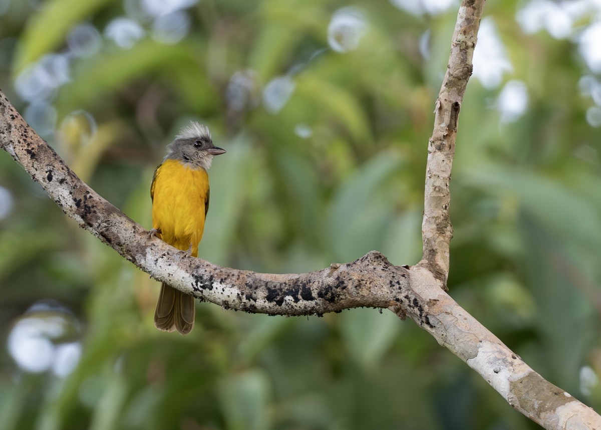 Gray-headed Tanager - ML638067618
