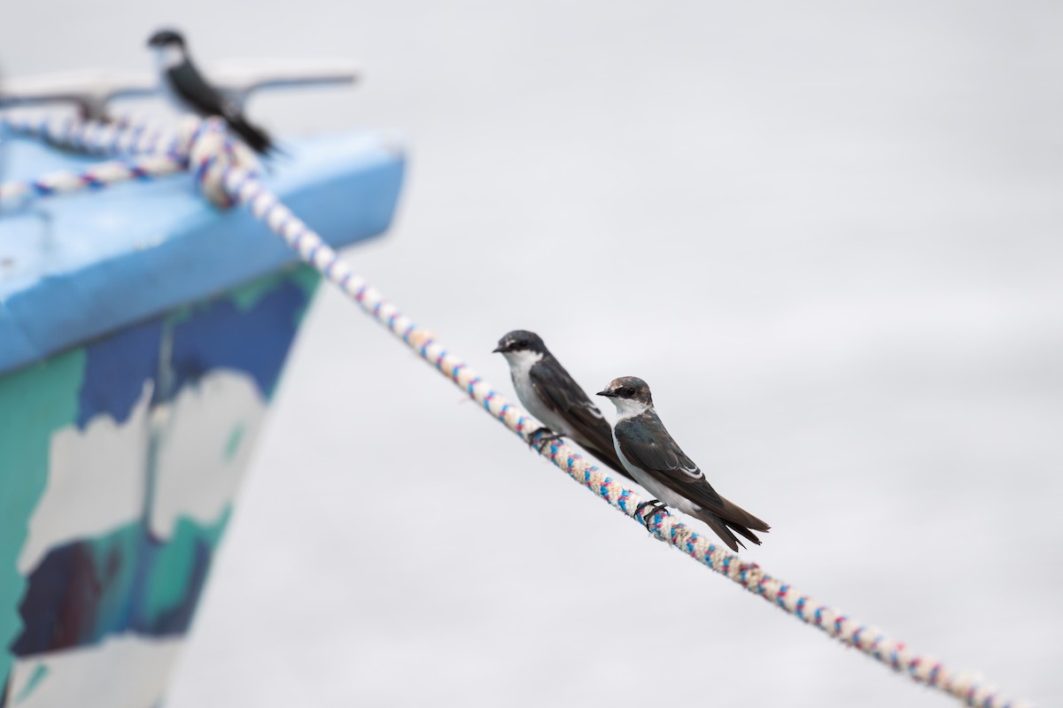 Mangrove Swallow - ML638067626