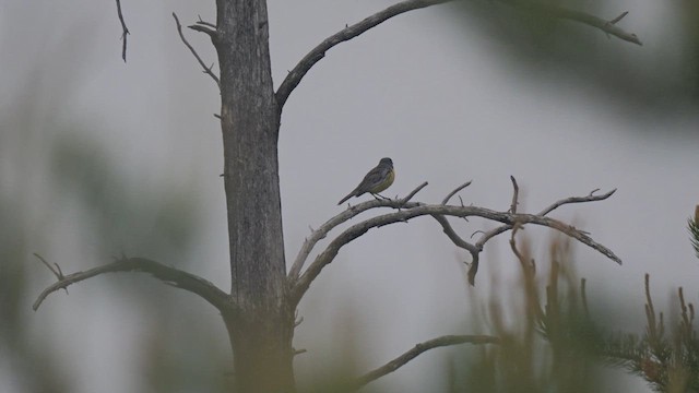 Paruline de Kirtland - ML638067670
