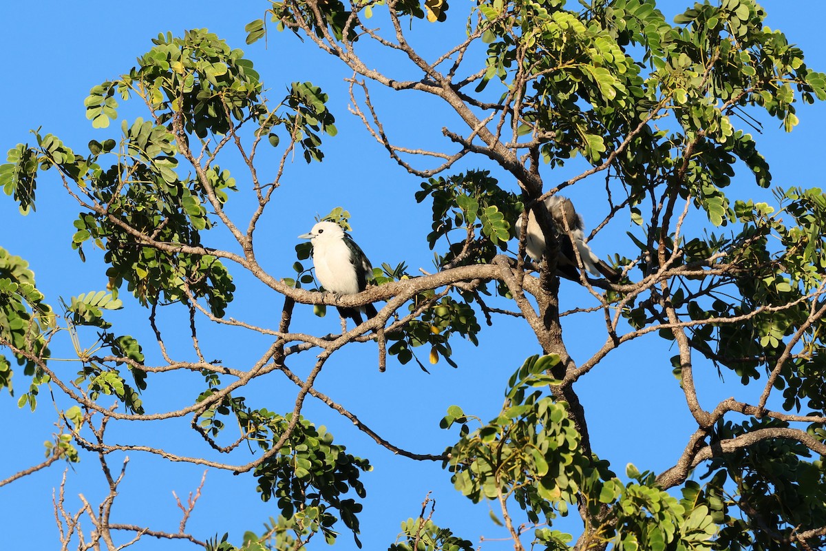 White-headed Vanga - ML638067676