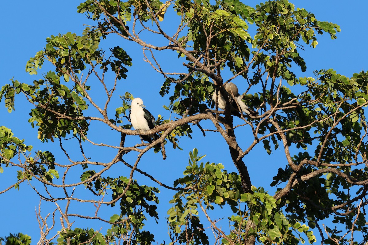 White-headed Vanga - ML638067683