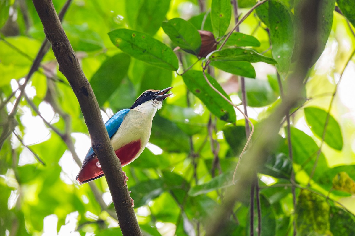 Fairy Pitta - ML638067684