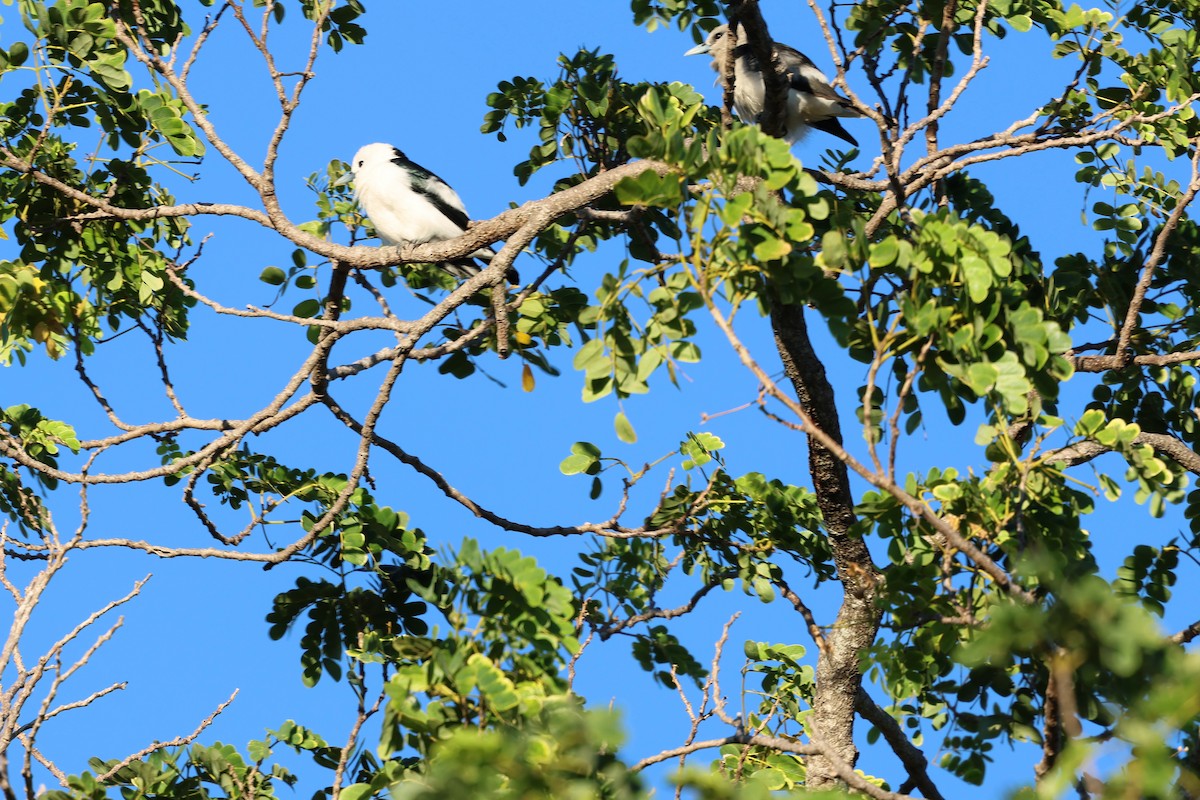 White-headed Vanga - ML638067695