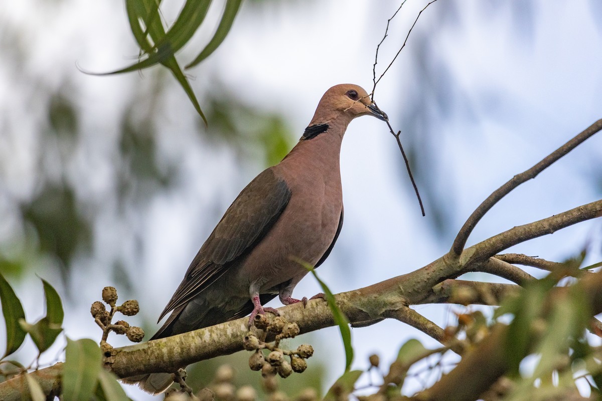 Red-eyed Dove - ML638067699