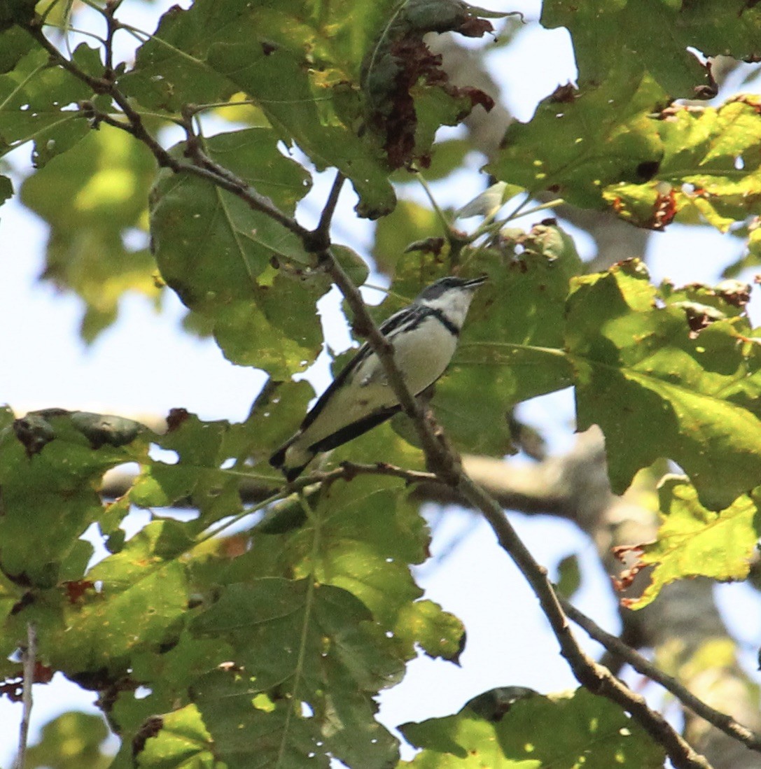 Cerulean Warbler - James Trusky