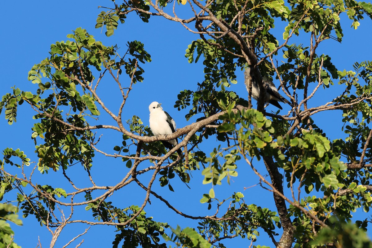 White-headed Vanga - ML638067704