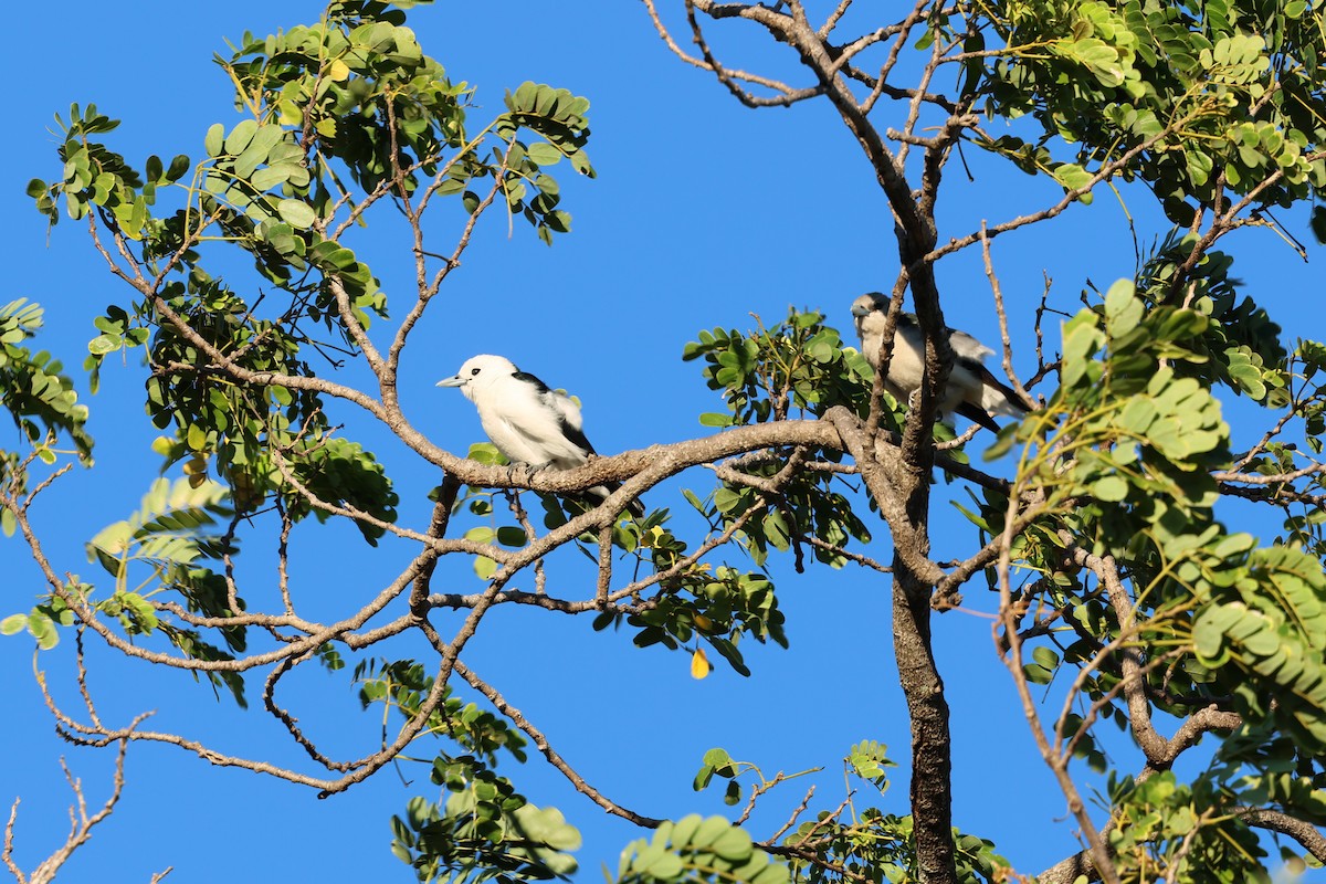 White-headed Vanga - ML638067711