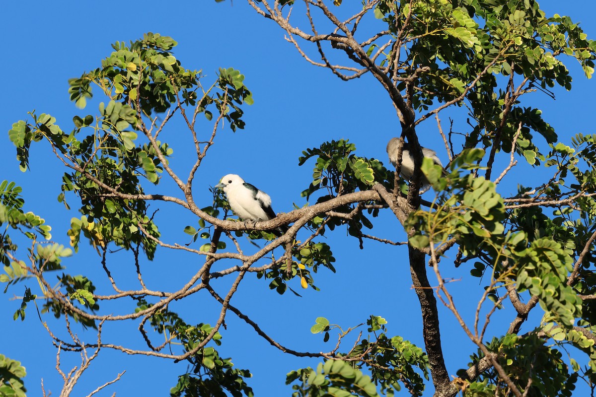 White-headed Vanga - ML638067712