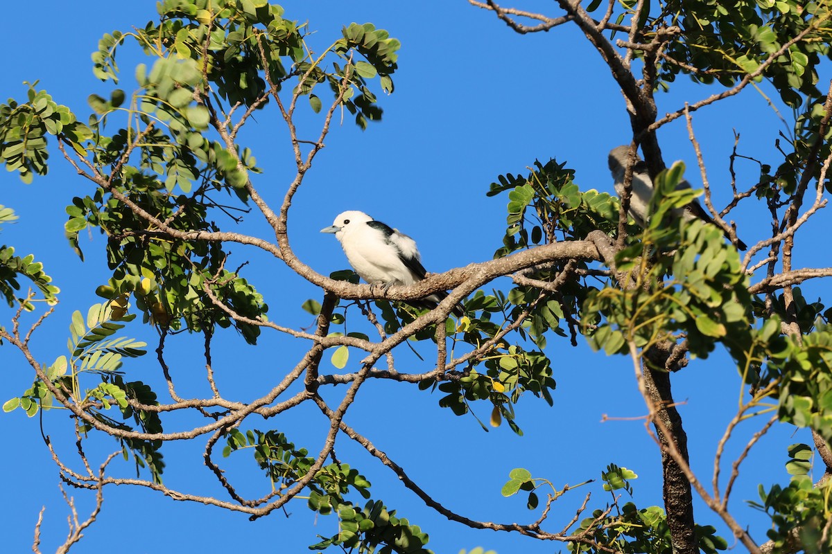 White-headed Vanga - ML638067721