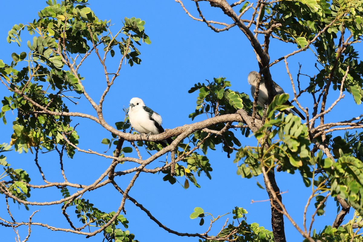 White-headed Vanga - ML638067727