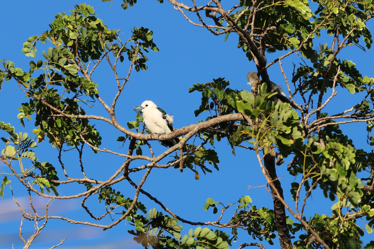 White-headed Vanga - ML638067739