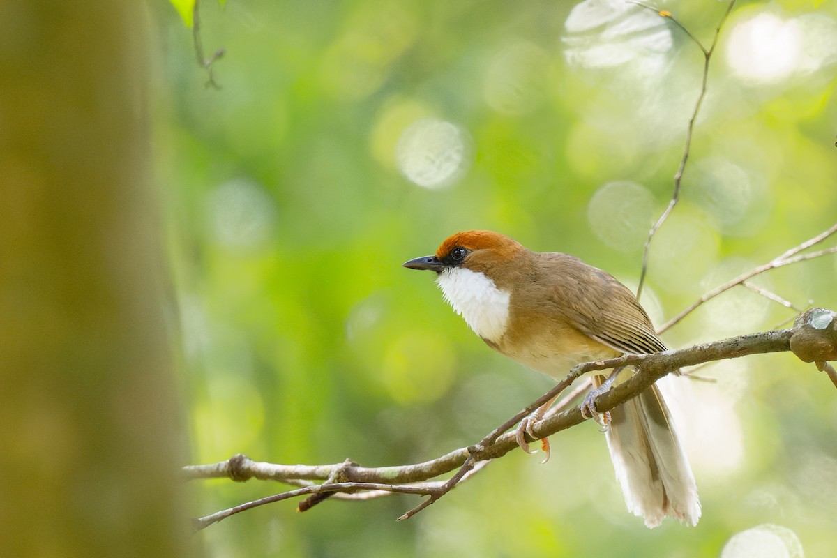 Rufous-crowned Laughingthrush - ML638067752
