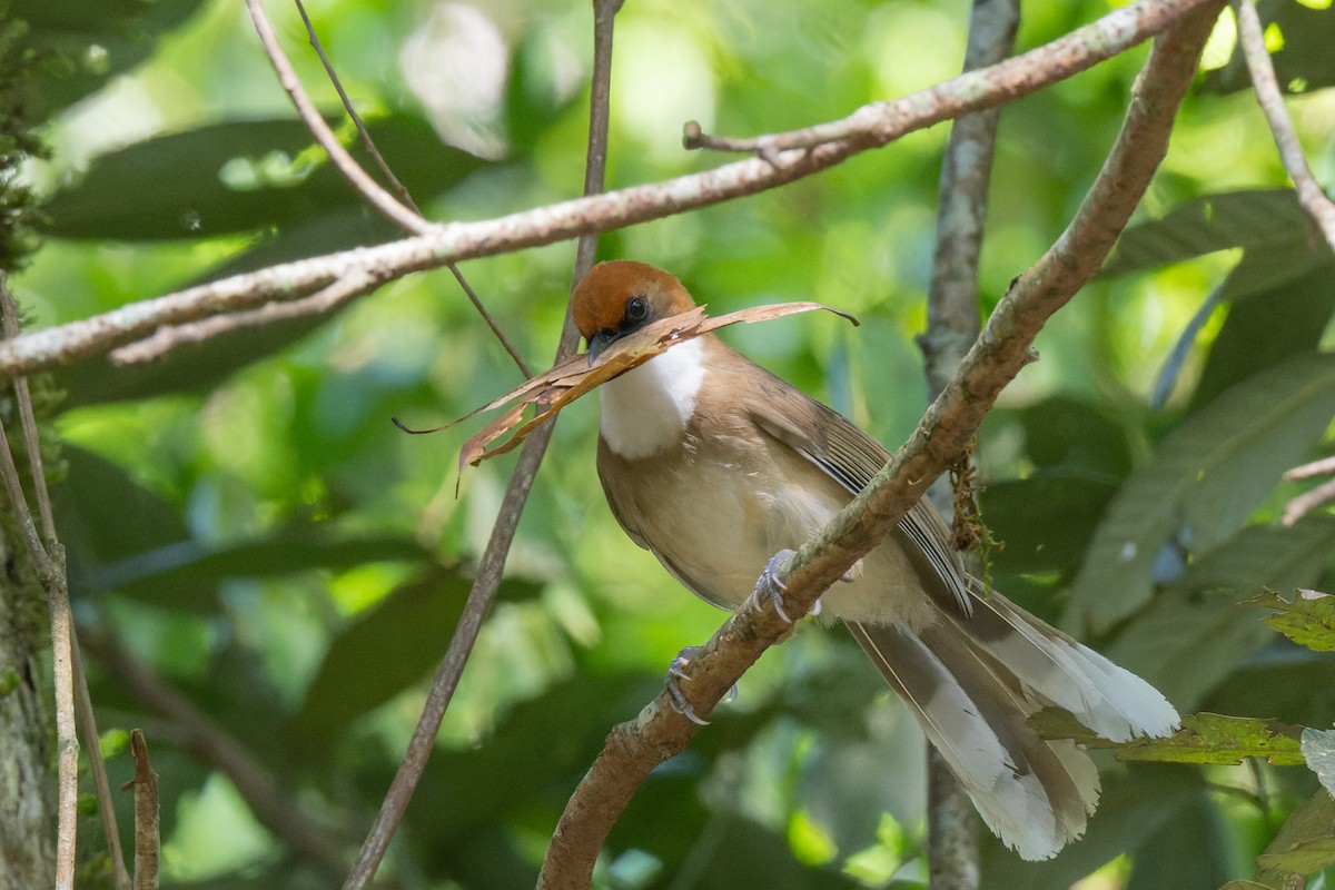Rufous-crowned Laughingthrush - ML638067753