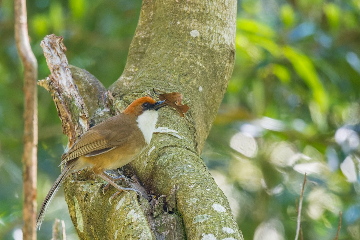 Rufous-crowned Laughingthrush - ML638067754