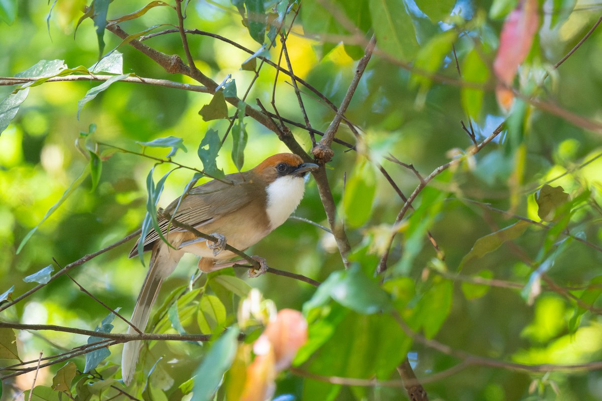 Rufous-crowned Laughingthrush - ML638067755