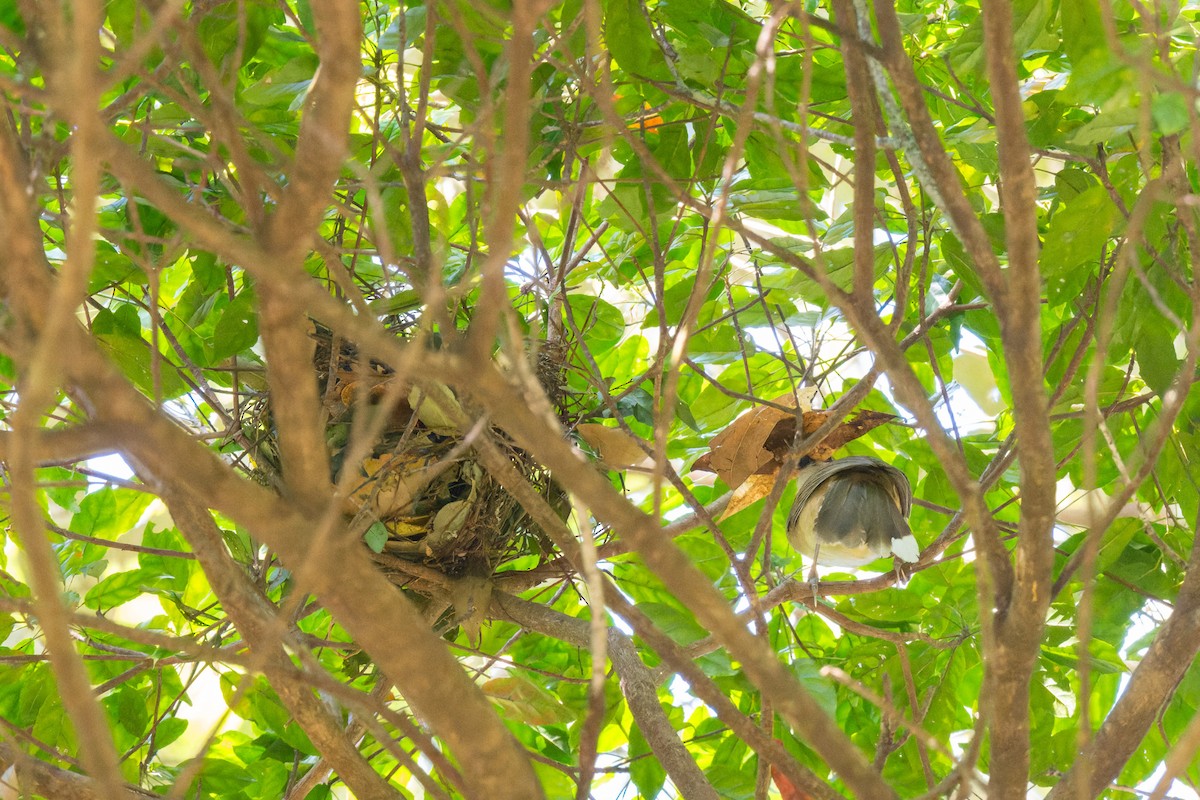 Rufous-crowned Laughingthrush - ML638067756