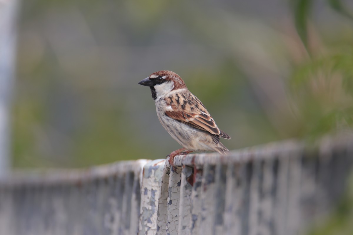 Italian Sparrow - ML638067767