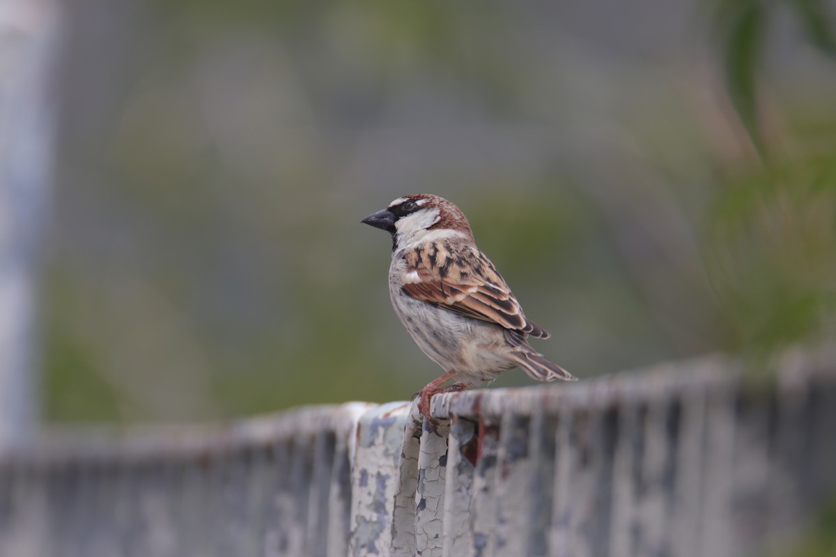 Italian Sparrow - ML638067770