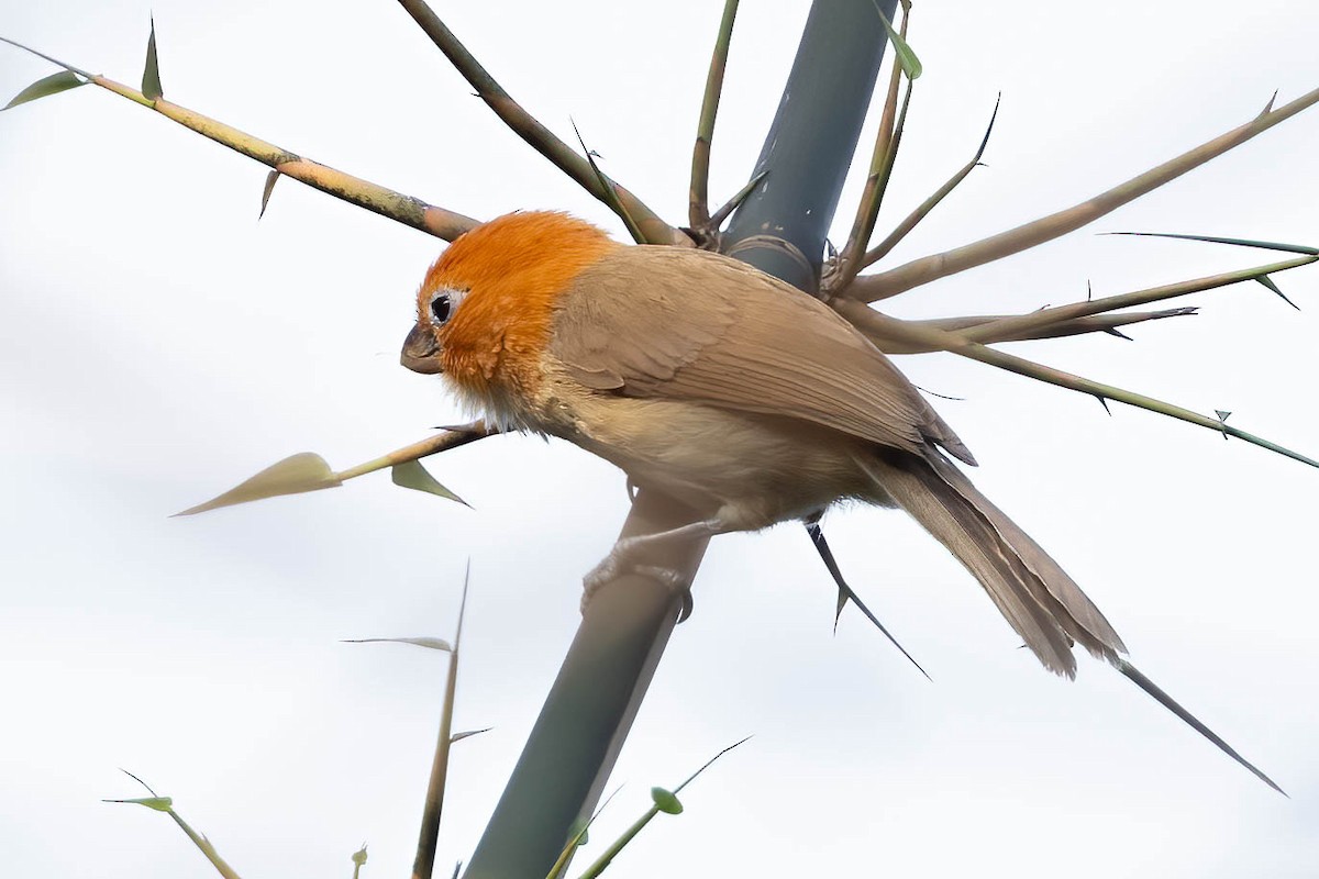 Rufous-headed Parrotbill - ML638067772