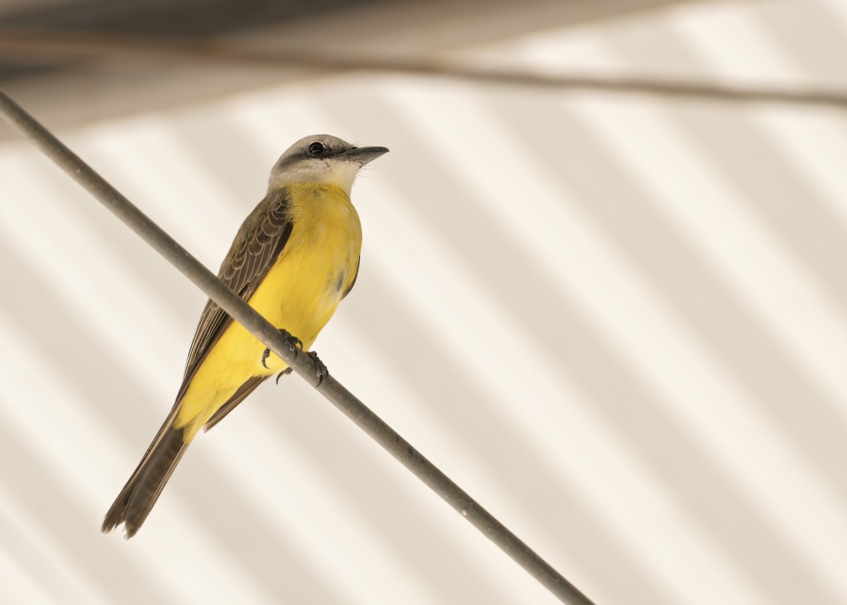 White-throated Kingbird - ML638067777