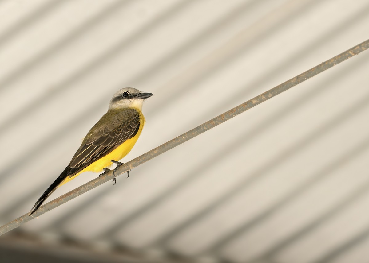 White-throated Kingbird - ML638067778