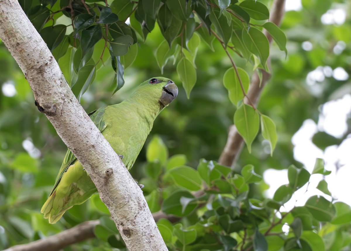 Short-tailed Parrot - ML638067780