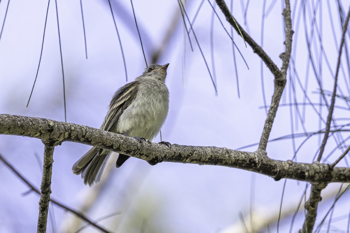 Caribbean Elaenia - ML638067781