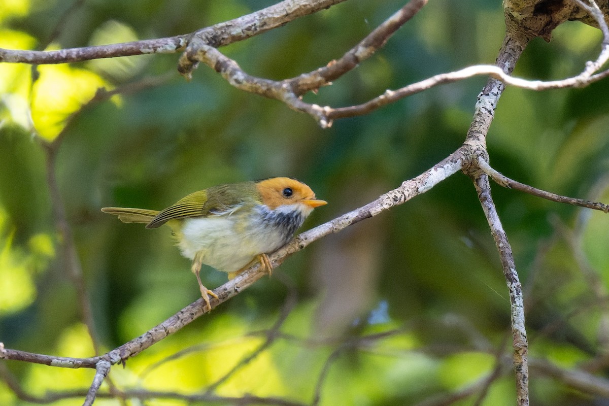Rufous-faced Warbler - ML638067782