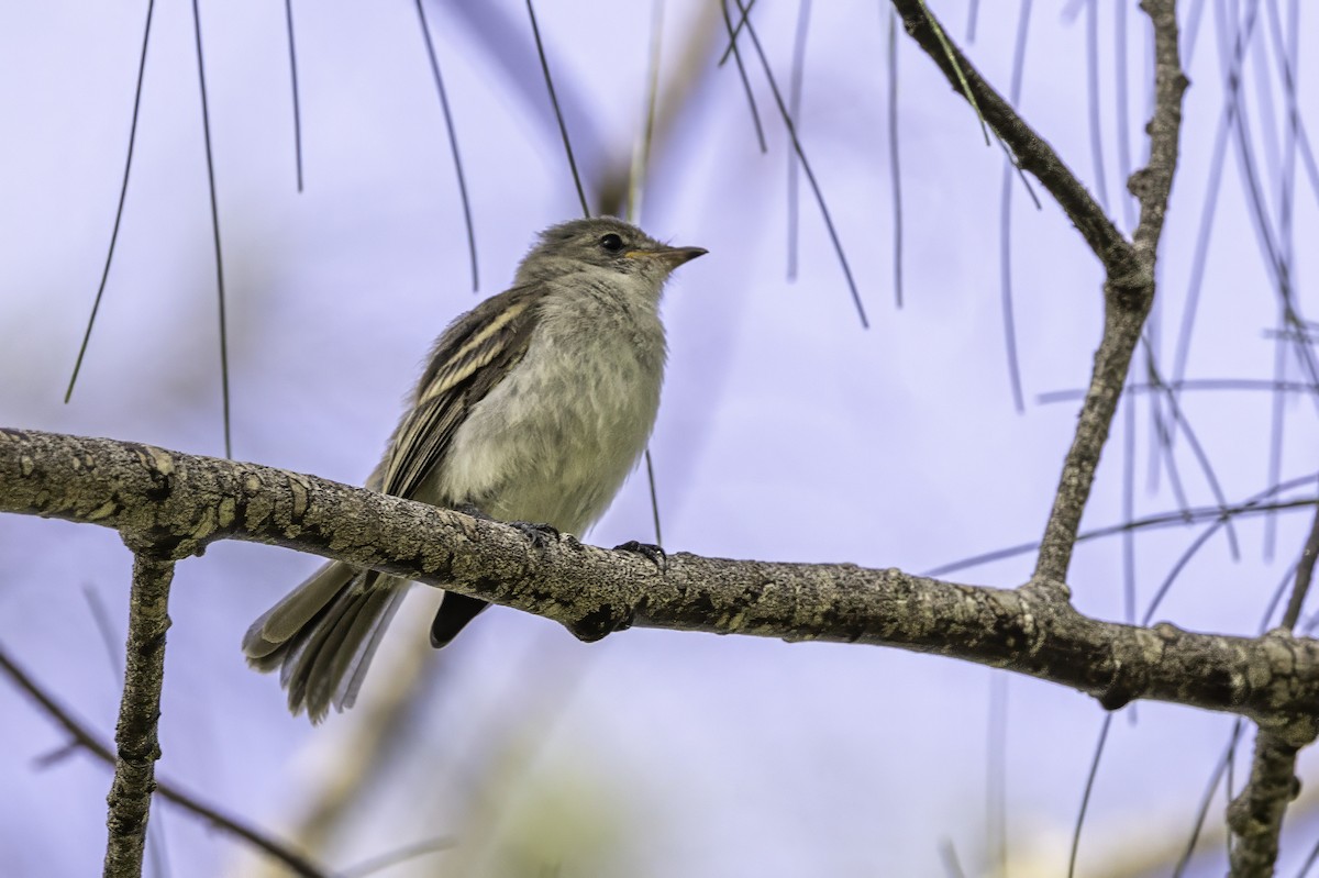 Caribbean Elaenia - ML638067783
