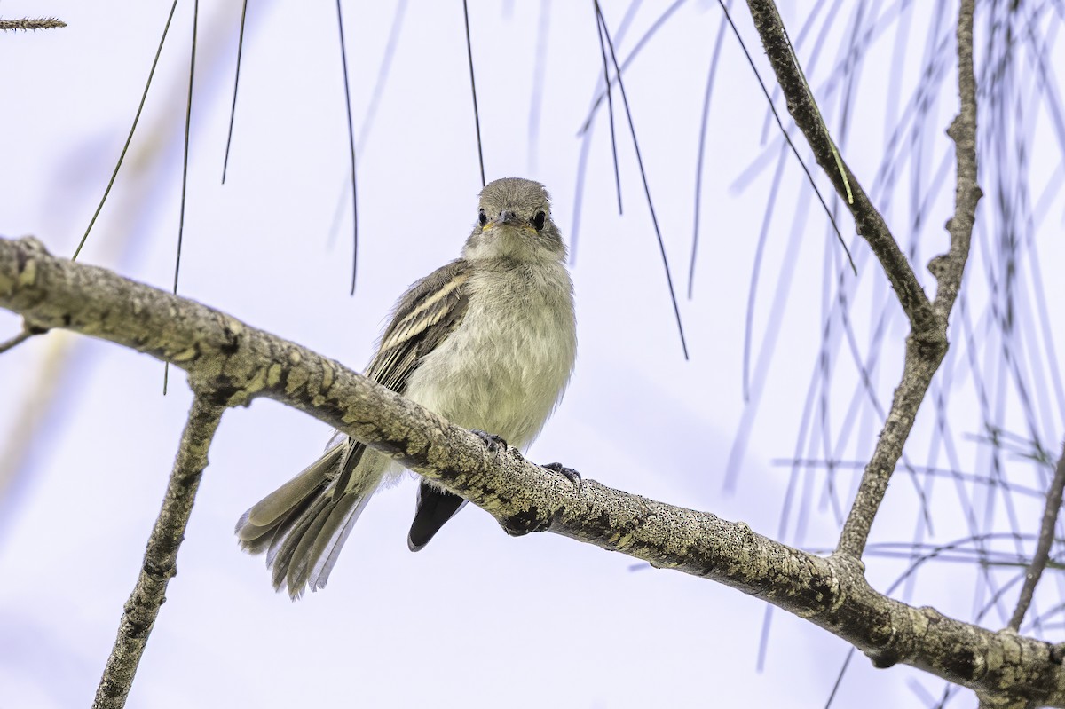 Caribbean Elaenia - ML638067795