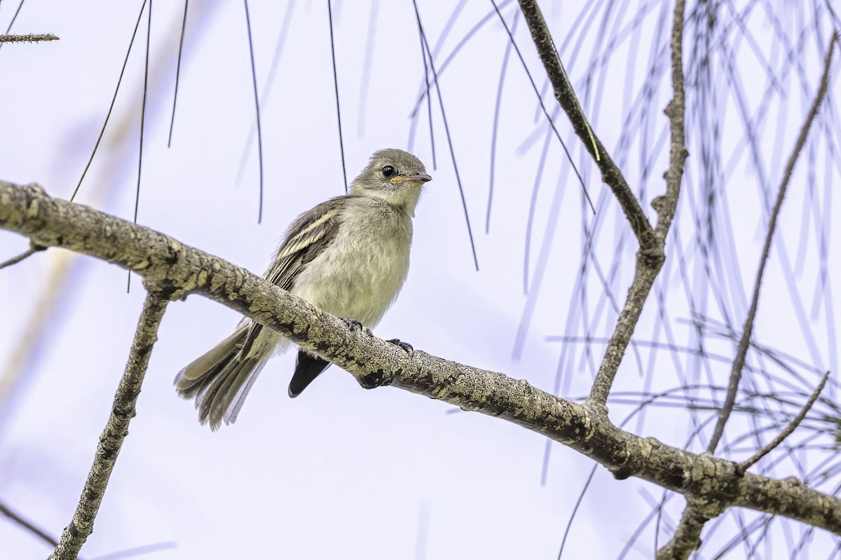 Caribbean Elaenia - ML638067799