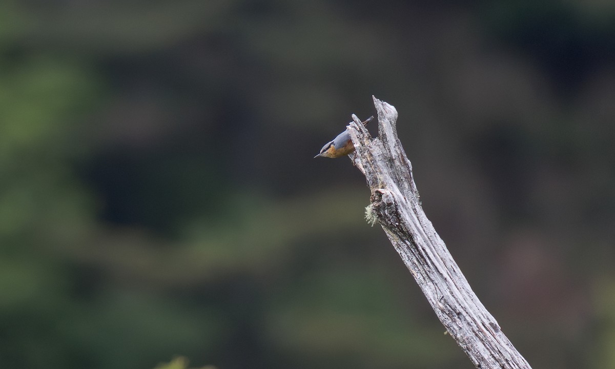 Eurasian Nuthatch (Chinese) - ML638067800