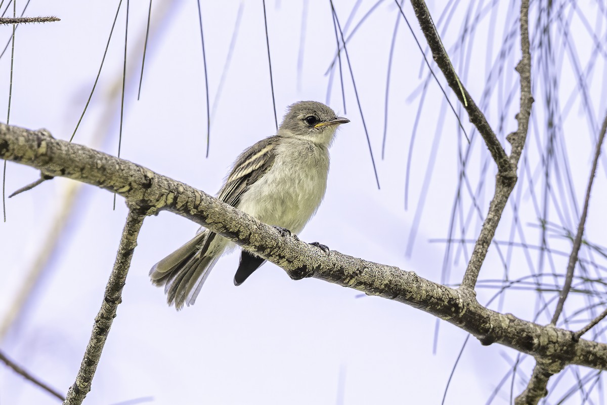 Caribbean Elaenia - ML638067802