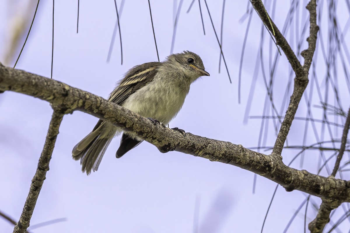 Caribbean Elaenia - ML638067803