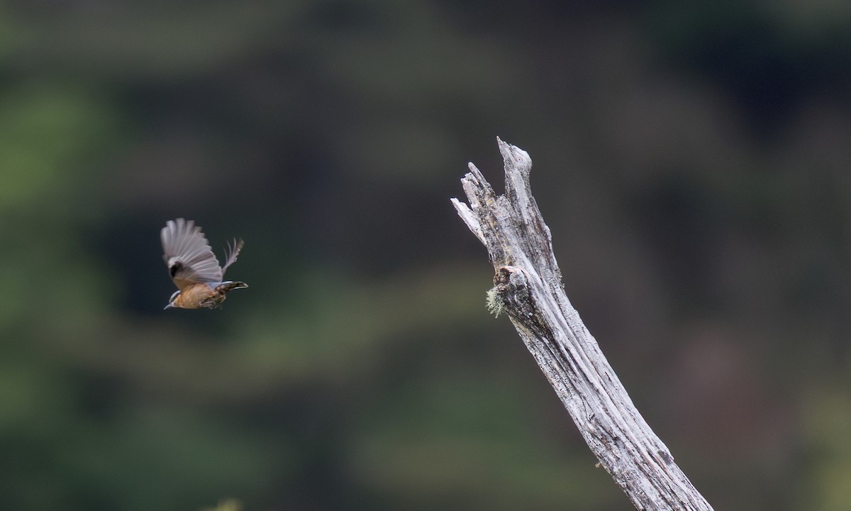 Eurasian Nuthatch (Chinese) - ML638067805