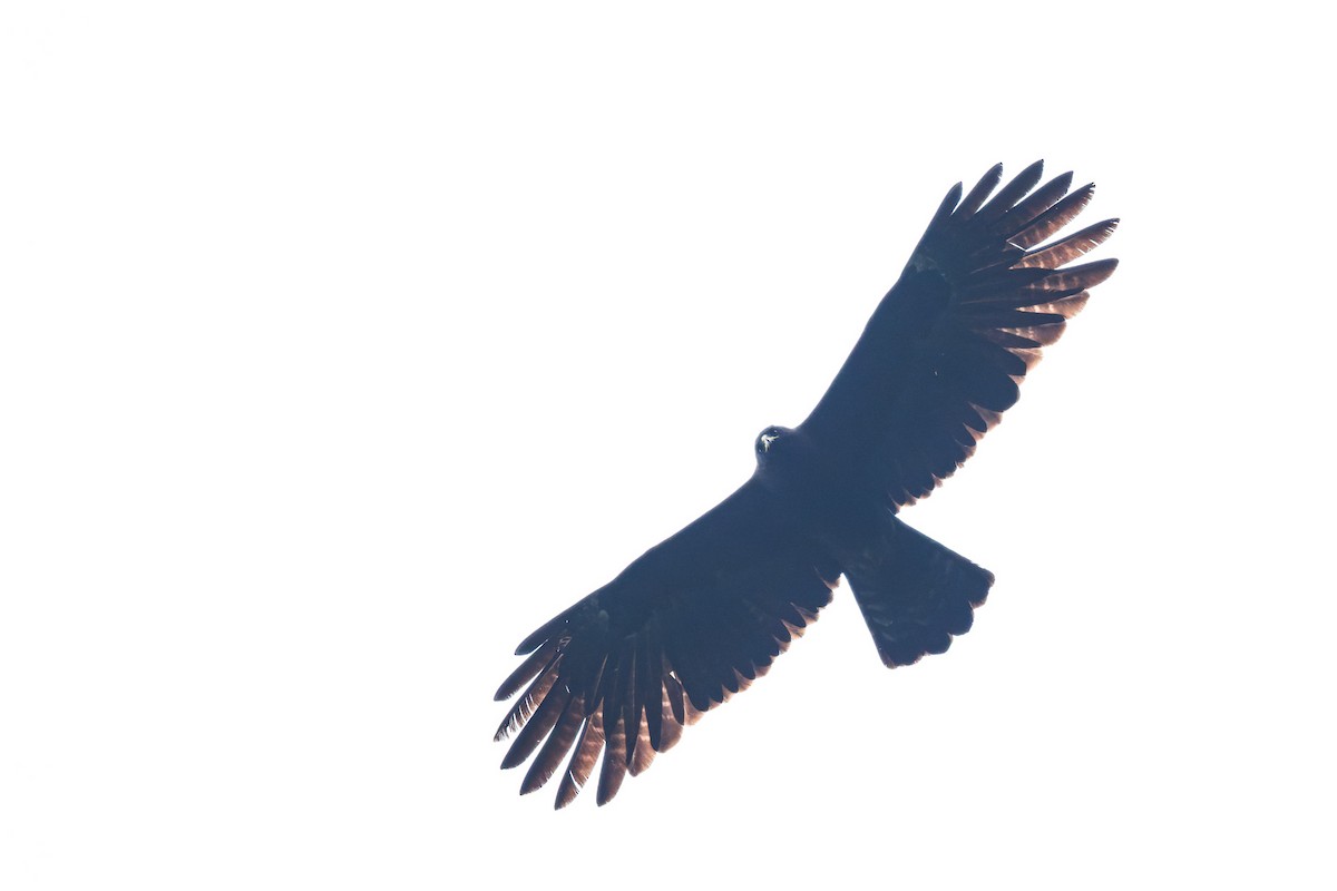 Black Eagle - ML638067807