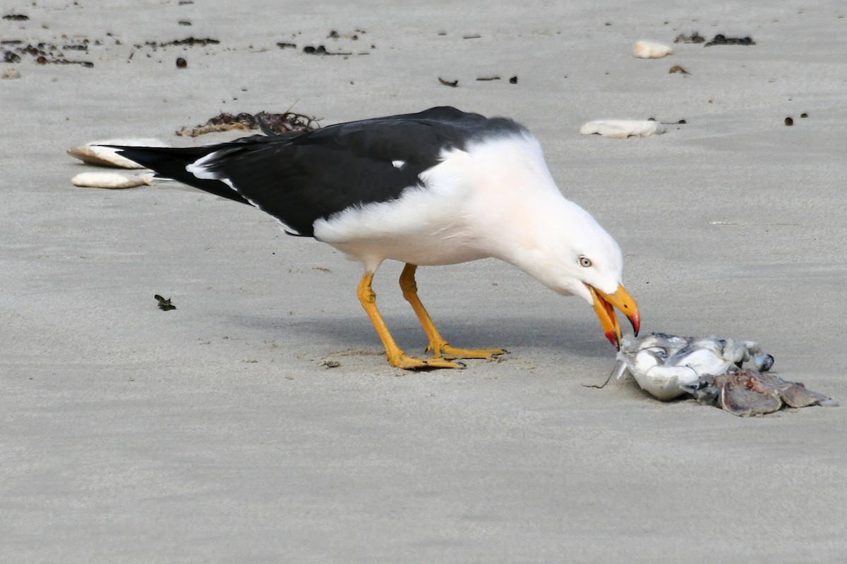Pacific Gull - ML638067815