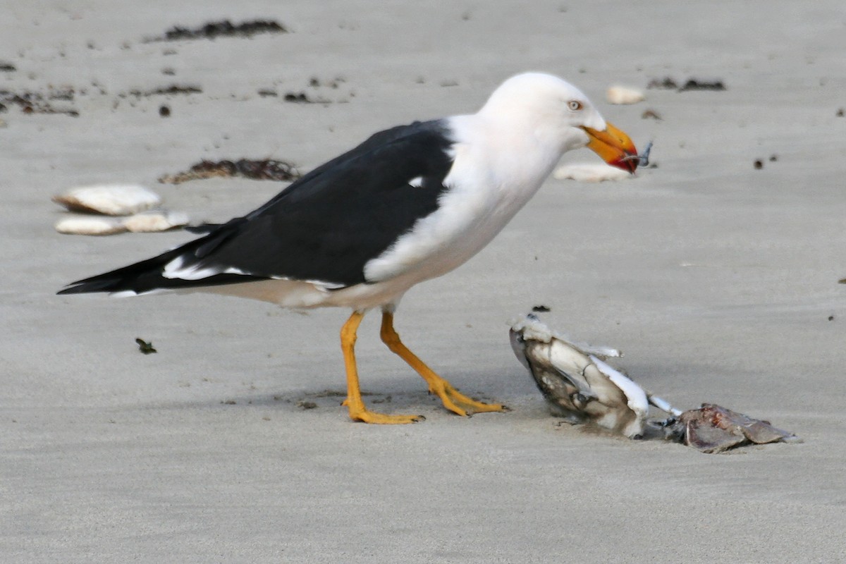 Pacific Gull - ML638067817