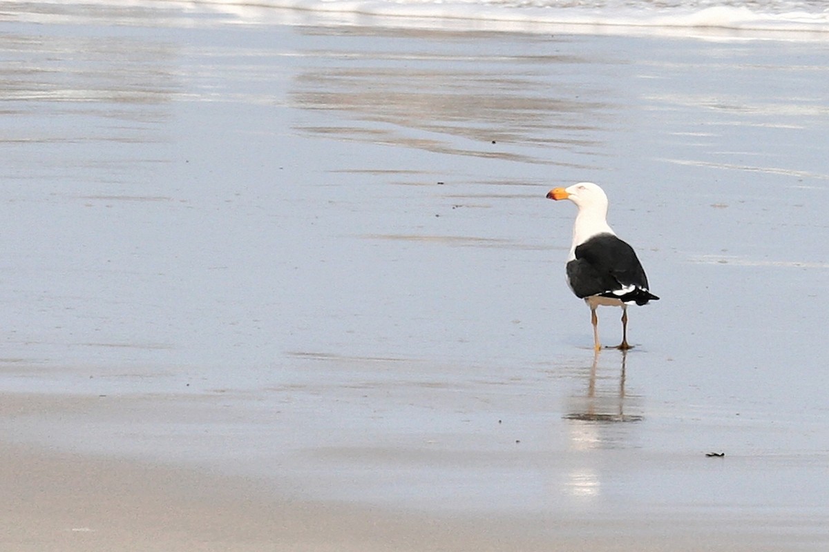Pacific Gull - ML638067820