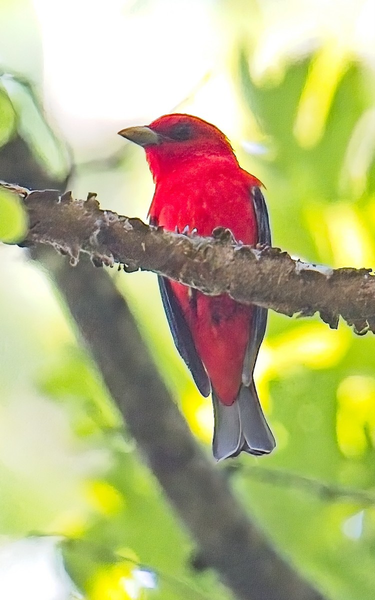 Scarlet Tanager - ML638067830