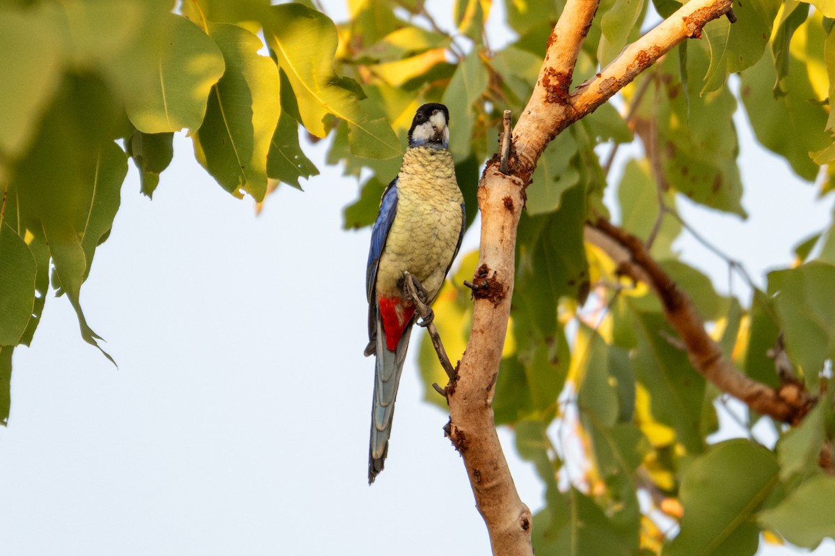 Northern Rosella - ML638067839