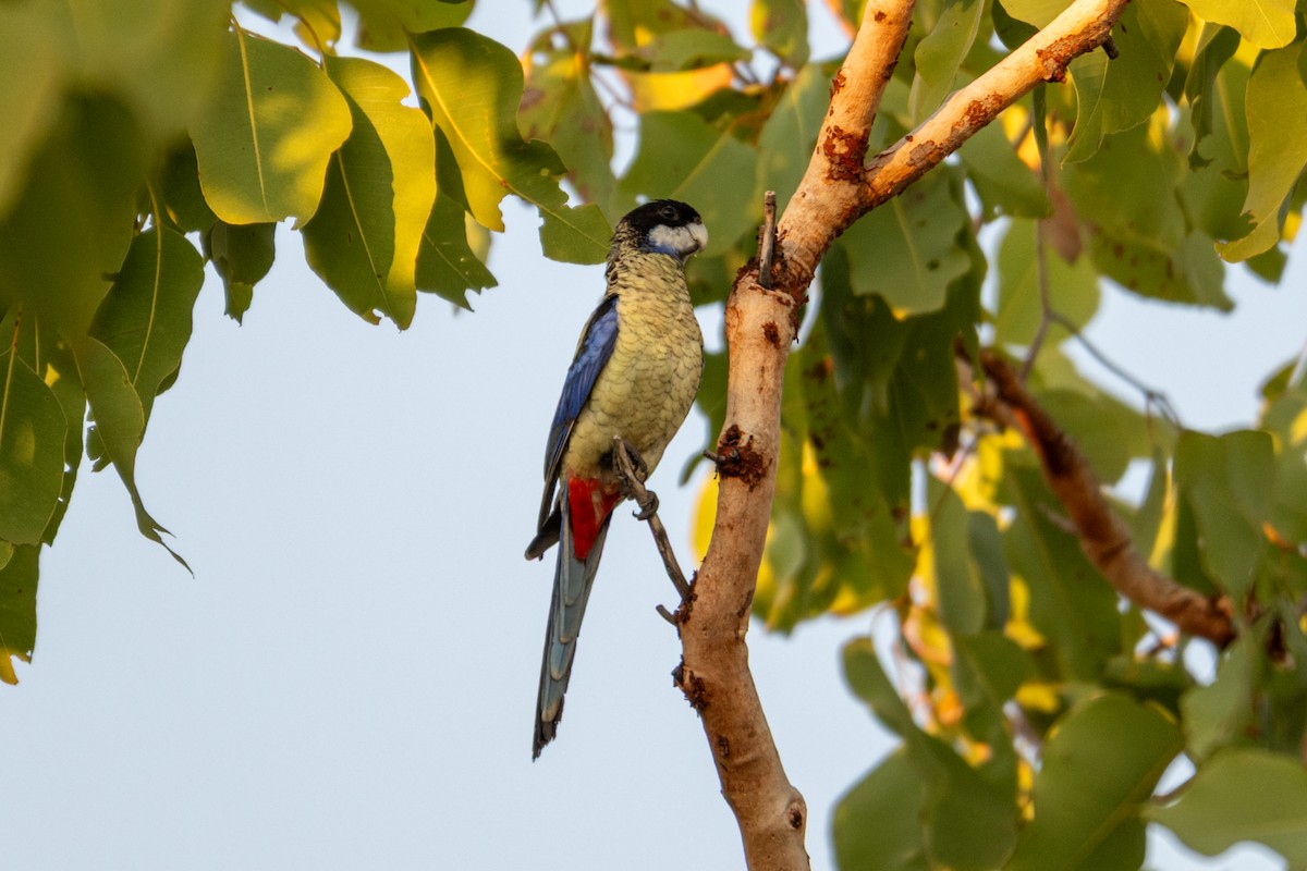 Northern Rosella - ML638067840
