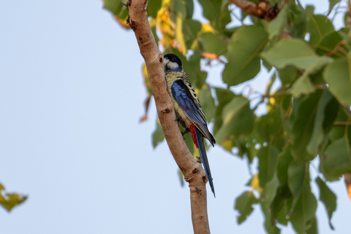 Northern Rosella - ML638067841