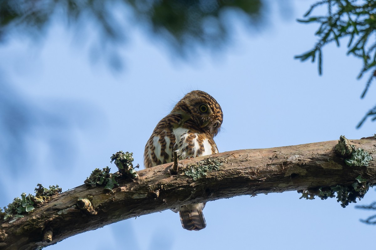 Collared Owlet - ML638067855