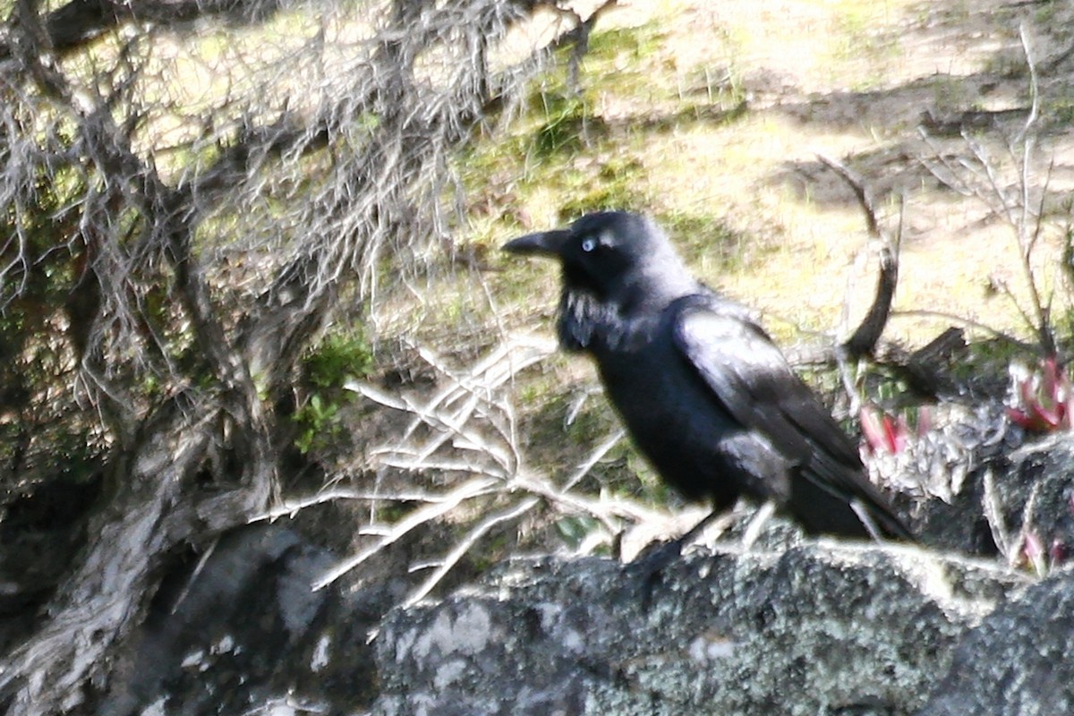 Australian Raven - ML638067861
