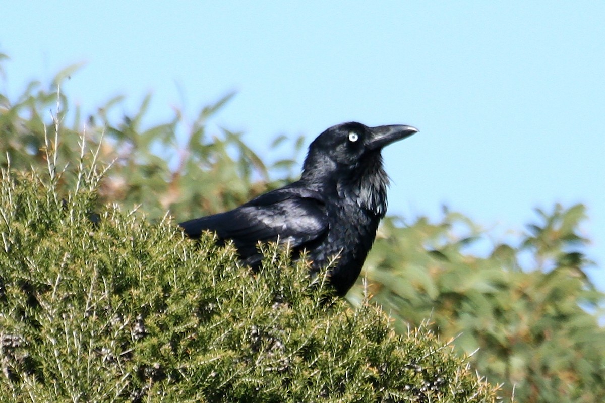 Australian Raven - ML638067862